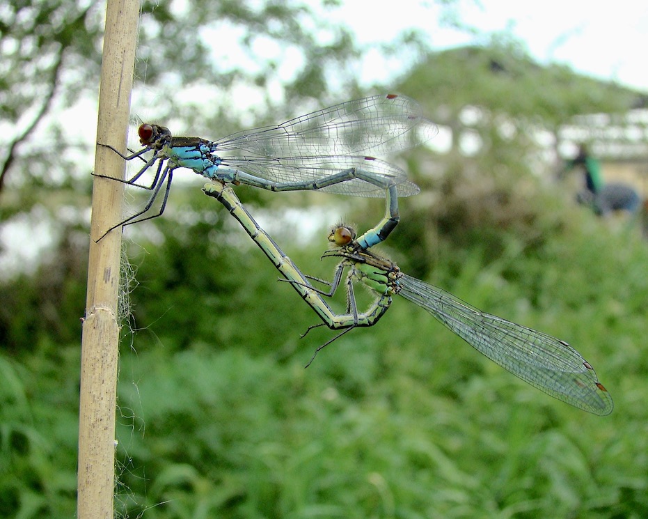 red-eyed damselfly